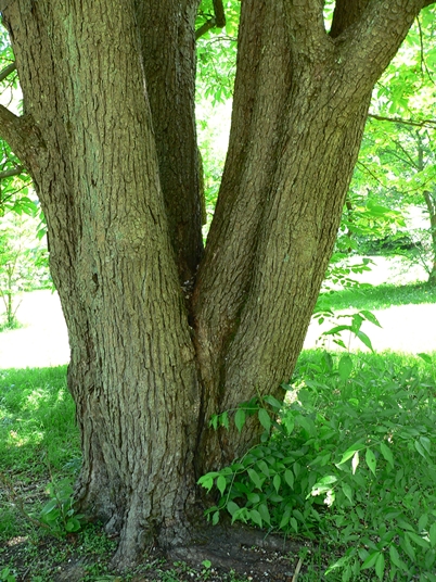 {Aesculus hippocastanum}